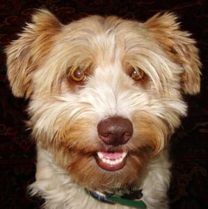 Meet your Posher, Louise